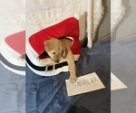 Small Photo #1 Golden Retriever Puppy For Sale in KENOVA, WV, USA