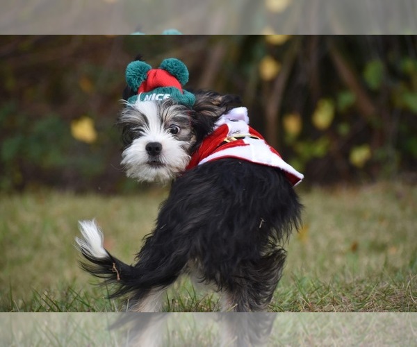 Medium Photo #7 Auss-Tzu Puppy For Sale in PALM COAST, FL, USA