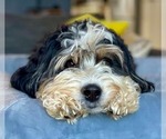 Small Photo #1 Miniature Bernedoodle Puppy For Sale in TRUCKEE, CA, USA