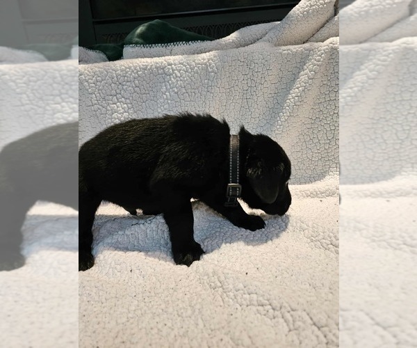 Medium Photo #4 Labrador Retriever Puppy For Sale in Gagetown, MI, USA