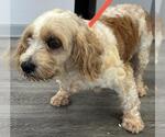 Small #3 Cavachon