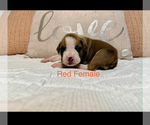Small #10 Boxer