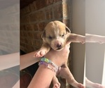 Puppy Kentucky Australian Shepherd
