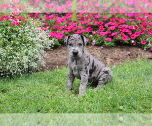 Great Dane Puppy for sale in SHILOH, OH, USA