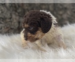 Small Photo #8 Goldendoodle Puppy For Sale in CANON, GA, USA