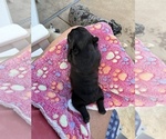 Small #2 French Bulldog