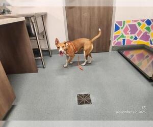 German Shepherd Dog-Unknown Mix Dogs for adoption in Baytown, TX, USA