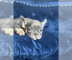 Small #18 French Bulldog