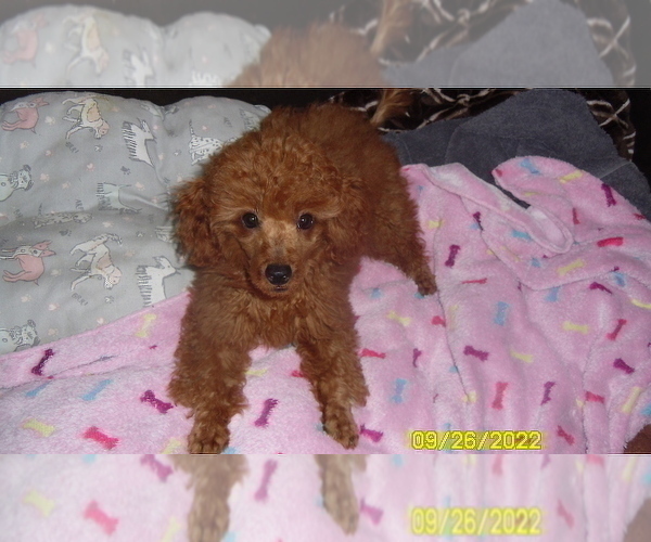 Medium Photo #1 Poodle (Miniature) Puppy For Sale in DULUTH, GA, USA