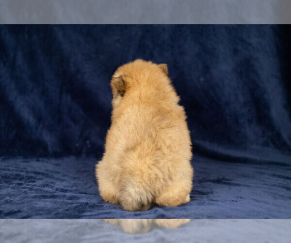 Medium Photo #14 Chow Chow Puppy For Sale in NAPPANEE, IN, USA