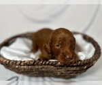 Small Photo #19 Goldendoodle Puppy For Sale in ABILENE, TX, USA