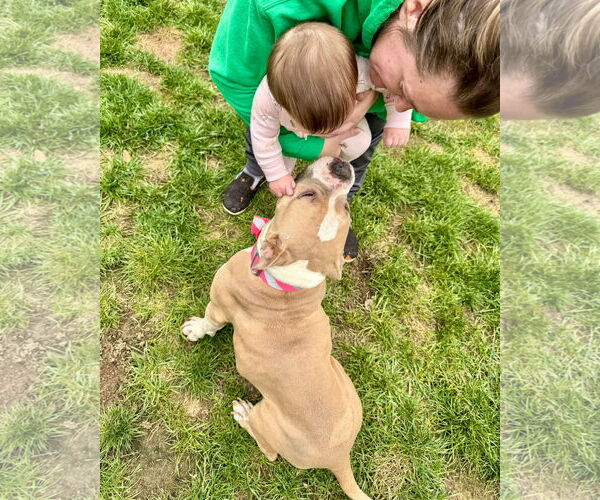 Medium Photo #11 Bulldog-Unknown Mix Puppy For Sale in Germantown, OH, USA