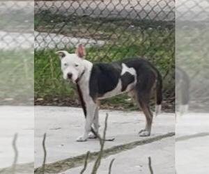 American Staffordshire Terrier-Unknown Mix Dogs for adoption in San Antonio, TX, USA