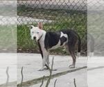 Small American Staffordshire Terrier Mix
