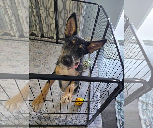 Medium Photo #2 Mutt Puppy For Sale in New London, WI, USA