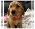 Puppy Puppy 2 pink Goldendoodle (Miniature)