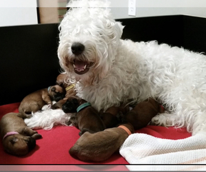 Mother of the Soft Coated Wheaten Terrier puppies born on 12/01/2022