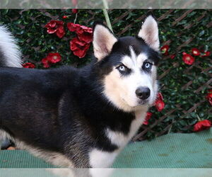 Siberian Husky Dogs for adoption in Charlotte, NC, USA