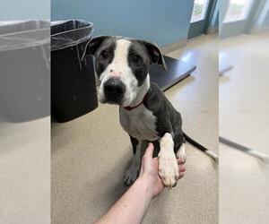 Mutt Dogs for adoption in Newton, NC, USA