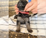 Small #17 German Shepherd Dog