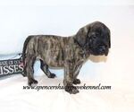 Small #4 Mastiff