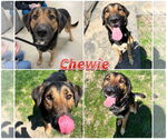 Small #1 German Shepherd Dog Mix
