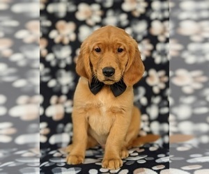 Golden Retriever Puppy for sale in DELTA, PA, USA