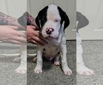 Puppy spanks American Bulldog