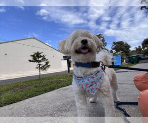 Winky FH - Male Maltichon Dog for Adoption - Photo #3