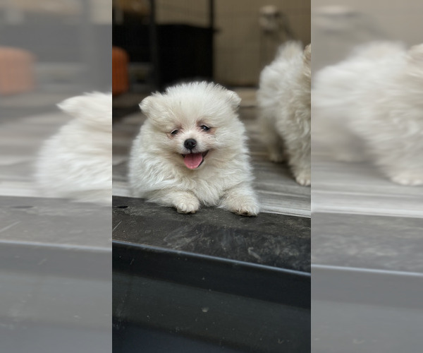 Medium Photo #1 Pomeranian Puppy For Sale in KELSO, WA, USA