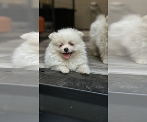 Medium Pomeranian