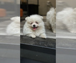 Puppy Snowball Pomeranian