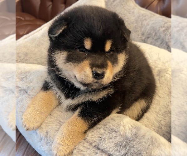 Medium Photo #1 Shiba Inu Puppy For Sale in SAN FRANCISCO, CA, USA