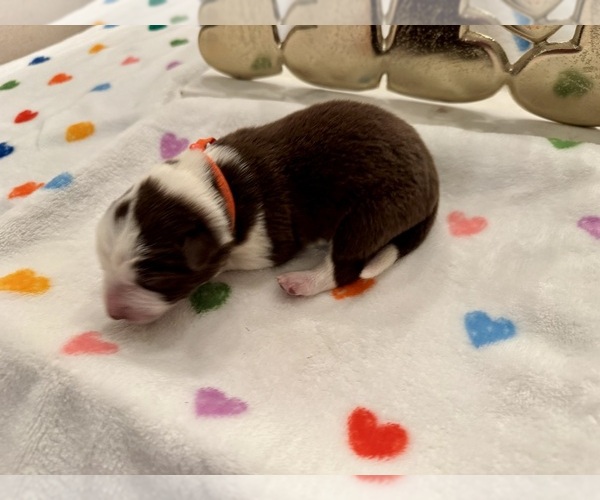 Medium Photo #23 Border Collie Puppy For Sale in MARYVILLE, TN, USA