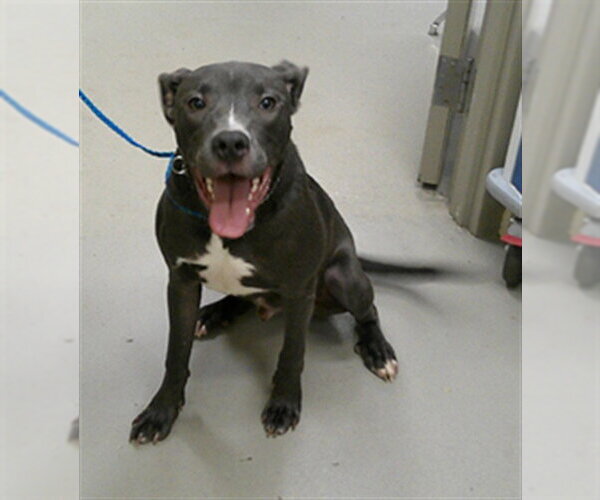 Medium Photo #1 Mutt Puppy For Sale in Sanford, FL, USA