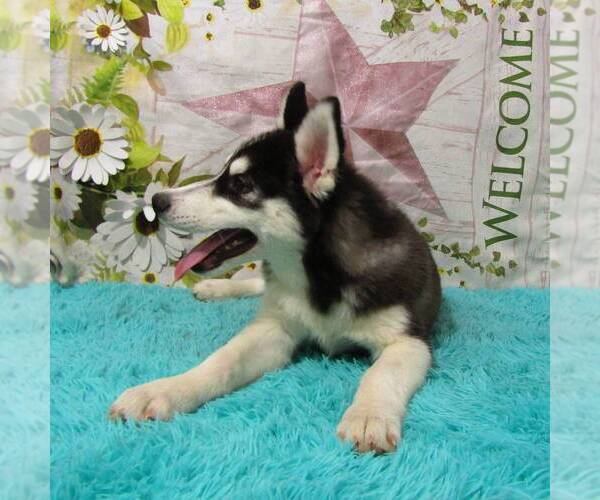 Medium Photo #4 Siberian Husky Puppy For Sale in NEW HAVEN, IN, USA