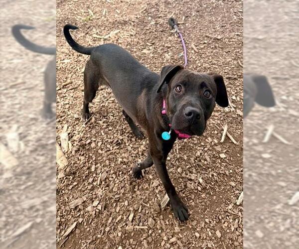 Medium Photo #1 Labrador Retriever-Unknown Mix Puppy For Sale in Waterford, VA, USA
