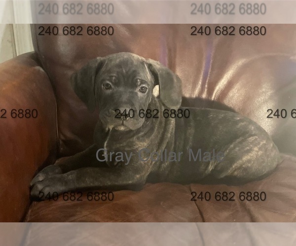 View Ad Cane Corso Litter of Puppies for Sale near Maryland