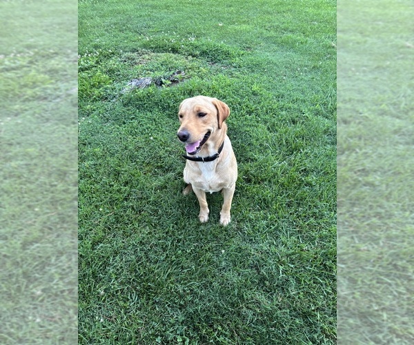 Medium Photo #1 Labrador Retriever Puppy For Sale in CLEVELAND, TN, USA