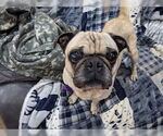 Small #5 Pug