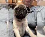Puppy Poppy Pug
