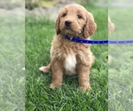 Small Photo #3 Goldendoodle Puppy For Sale in BOWLING GREEN, KY, USA