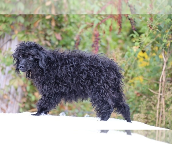 Medium Photo #18 Poodle (Toy) Puppy For Sale in DYERSBURG, TN, USA