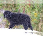 Small #17 Poodle (Toy)