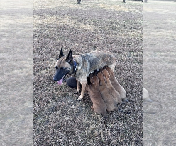 Medium Photo #4 Australian Shepherd-Belgian Malinois Mix Puppy For Sale in CROWLEY, TX, USA