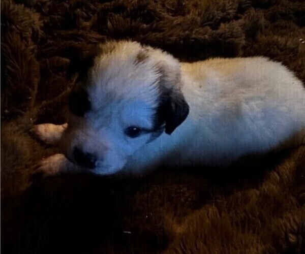 Medium Photo #1 Great Pyrenees Puppy For Sale in HENDERSONVILLE, NC, USA