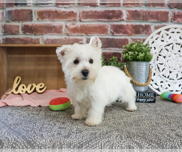 Medium Photo #10 West Highland White Terrier Puppy For Sale in SYRACUSE, IN, USA