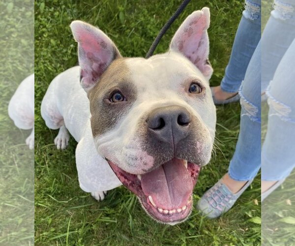 Medium Photo #4 Staffordshire Bull Terrier-Unknown Mix Puppy For Sale in Lockport, NY, USA