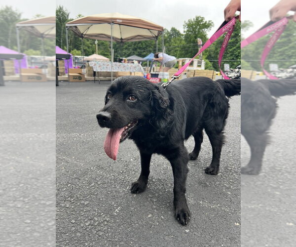 Medium Photo #1 Field Spaniel-Labrador Retriever Mix Puppy For Sale in Benton, PA, USA