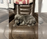 Small Photo #2 Weimaraner Puppy For Sale in SPRINGFIELD, OH, USA
